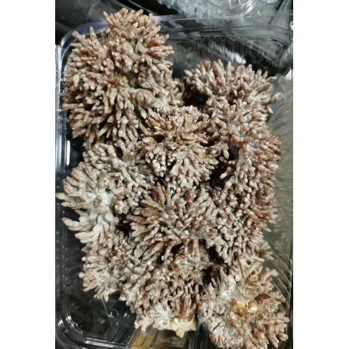 龍爪菇